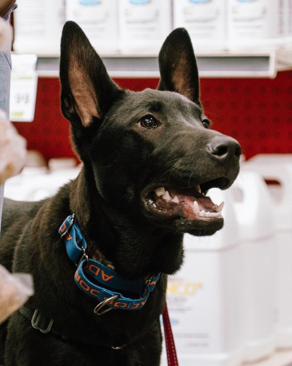 Eggo, Adoptable, Young Male Doberman Pinscher.