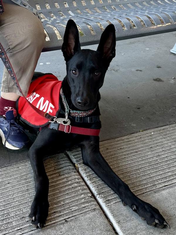 Eggo, a Adoptable mixed breed in Vallejo, CA image 2/6