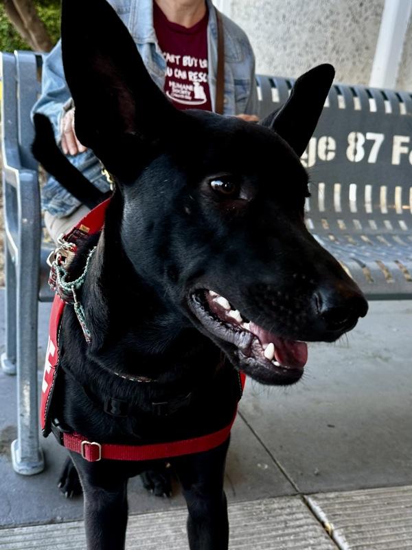 Eggo, a Adoptable mixed breed in Vallejo, CA image 3/6