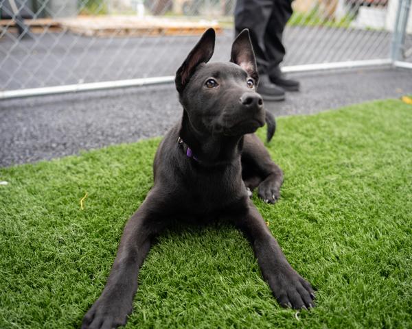 Eggo, a Adoptable mixed breed in Vallejo, CA image 4/6