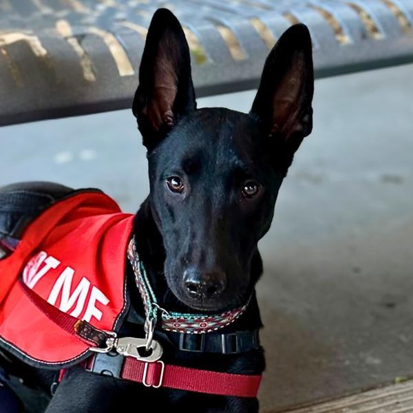 Eggo, a Adoptable mixed breed in Vallejo, CA image 5/6
