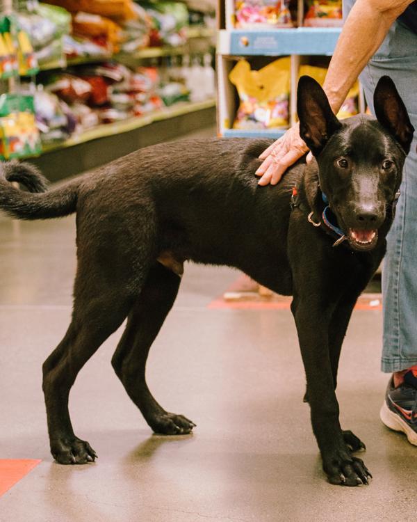 Eggo, a Adoptable mixed breed in Vallejo, CA image 6/6