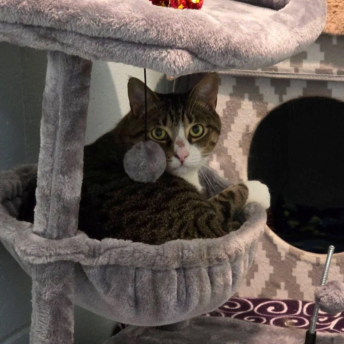 Marcel, a ADOPTABLE mixed breed in Smithtown, NY image 2/2