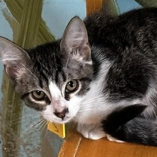 Enlarge Kenny - Handsome & Lots of Fun, a ADOPTABLE Tabby in Hoquiam, WA image 1/5