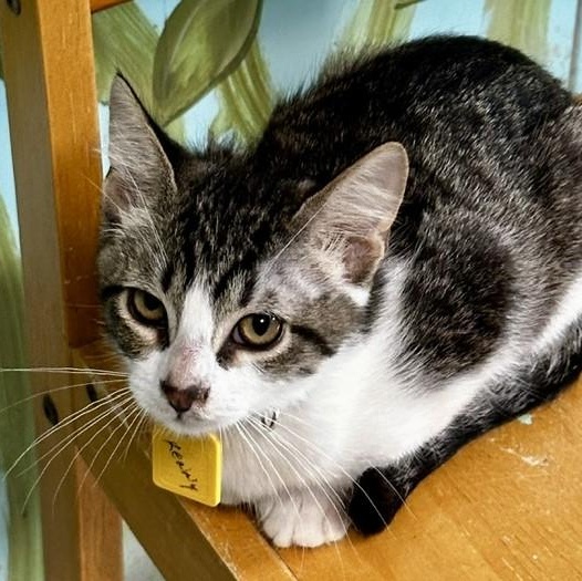 Enlarge Kenny - Handsome & Lots of Fun, a ADOPTABLE Tabby in Hoquiam, WA image 2/5