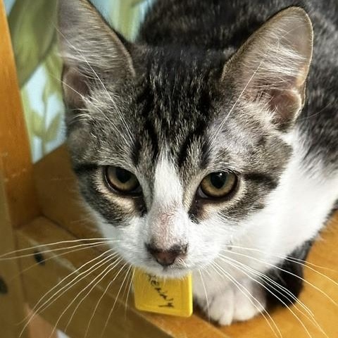 Enlarge Kenny - Handsome & Lots of Fun, a ADOPTABLE Tabby in Hoquiam, WA image 5/5