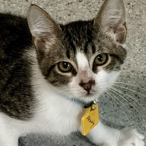 Enlarge Kenny - Handsome & Lots of Fun, a ADOPTABLE Tabby in Hoquiam, WA image 3/5