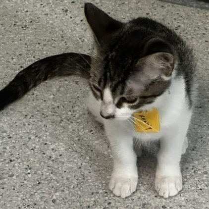 Enlarge Kenny - Handsome & Lots of Fun, a ADOPTABLE Tabby in Hoquiam, WA image 4/5