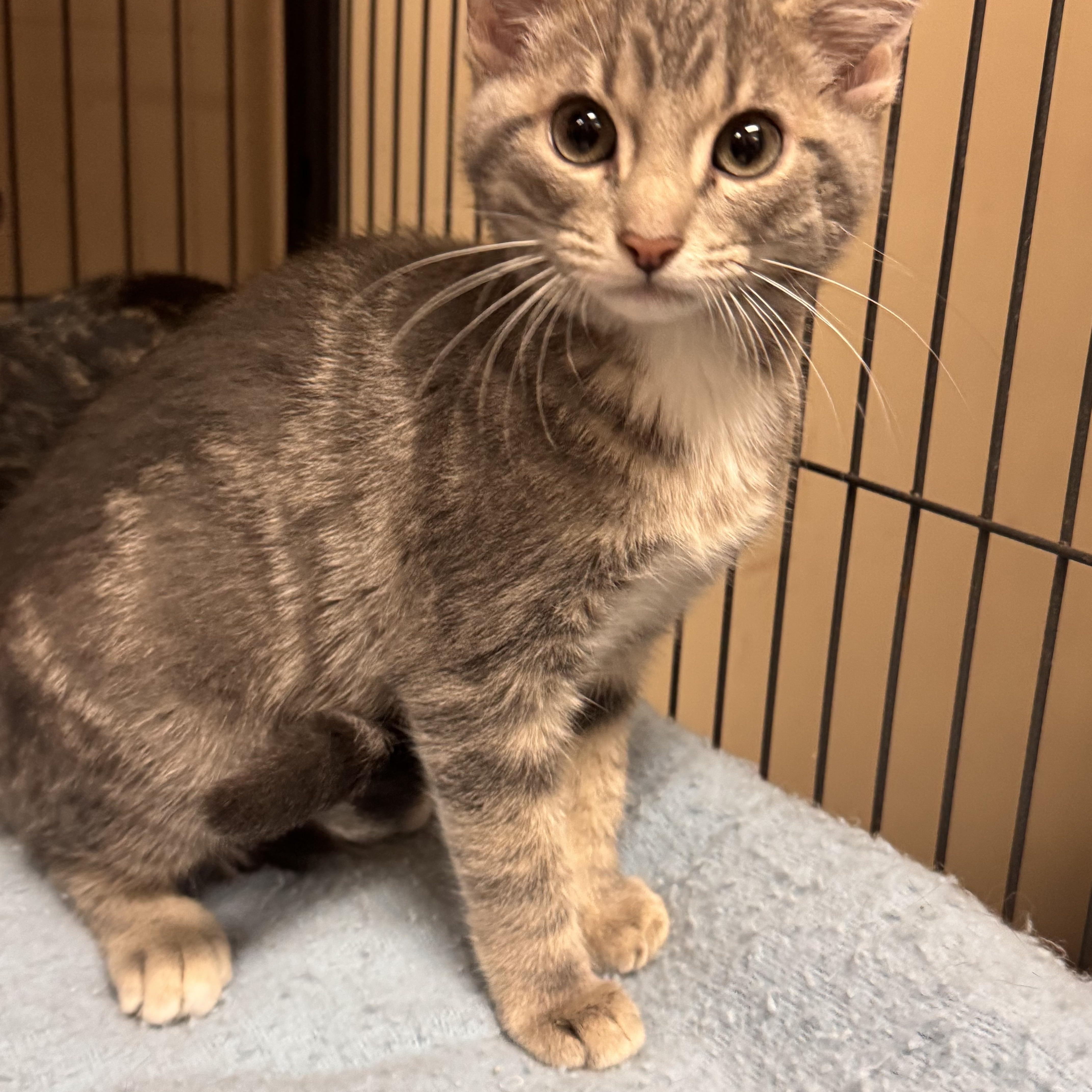 Enlarge Azalea, a ADOPTABLE Domestic Short Hair in Logan, OH image 1/1