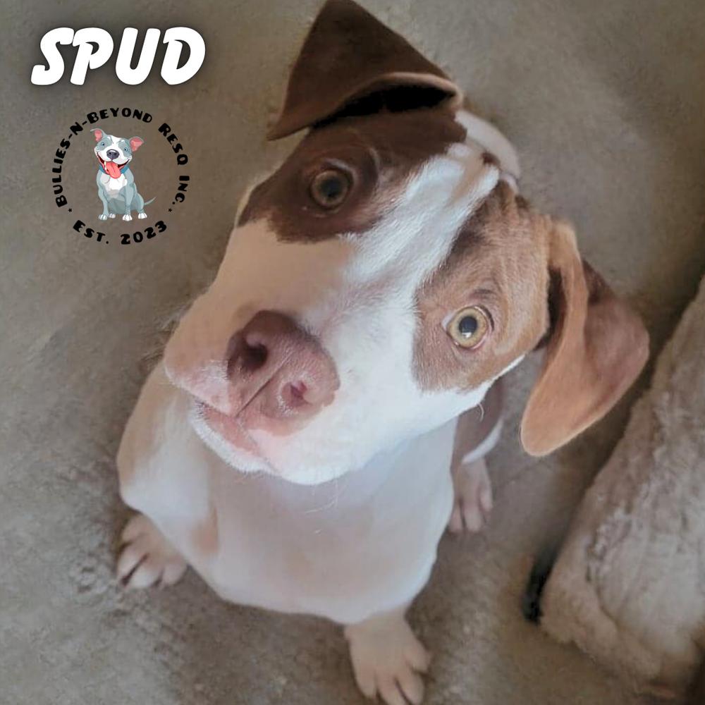 Enlarge The Potato Litter:  Spud, a Adoptable mixed breed in Omaha, NE image 1/3