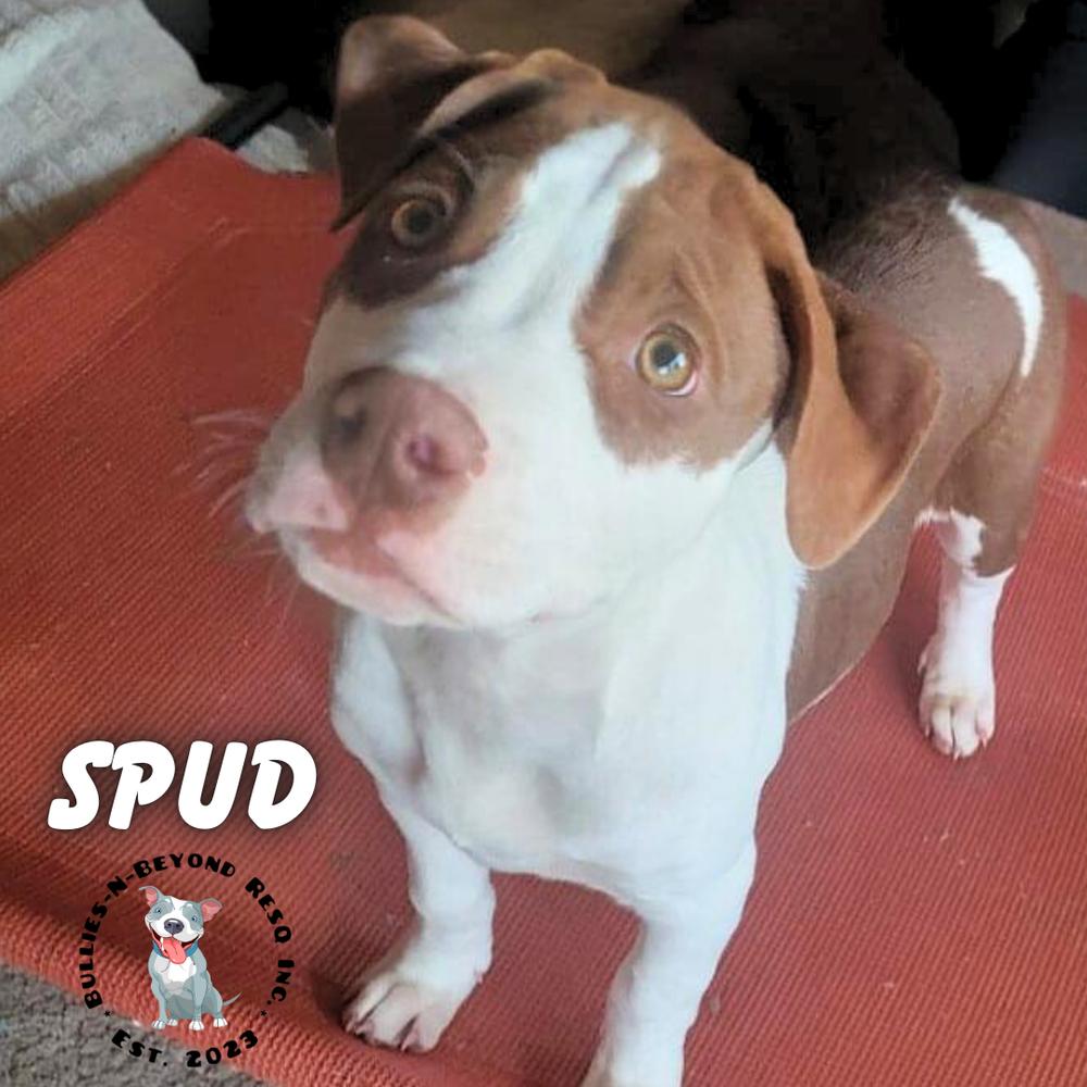 Enlarge The Potato Litter:  Spud, a Adoptable mixed breed in Omaha, NE image 2/3