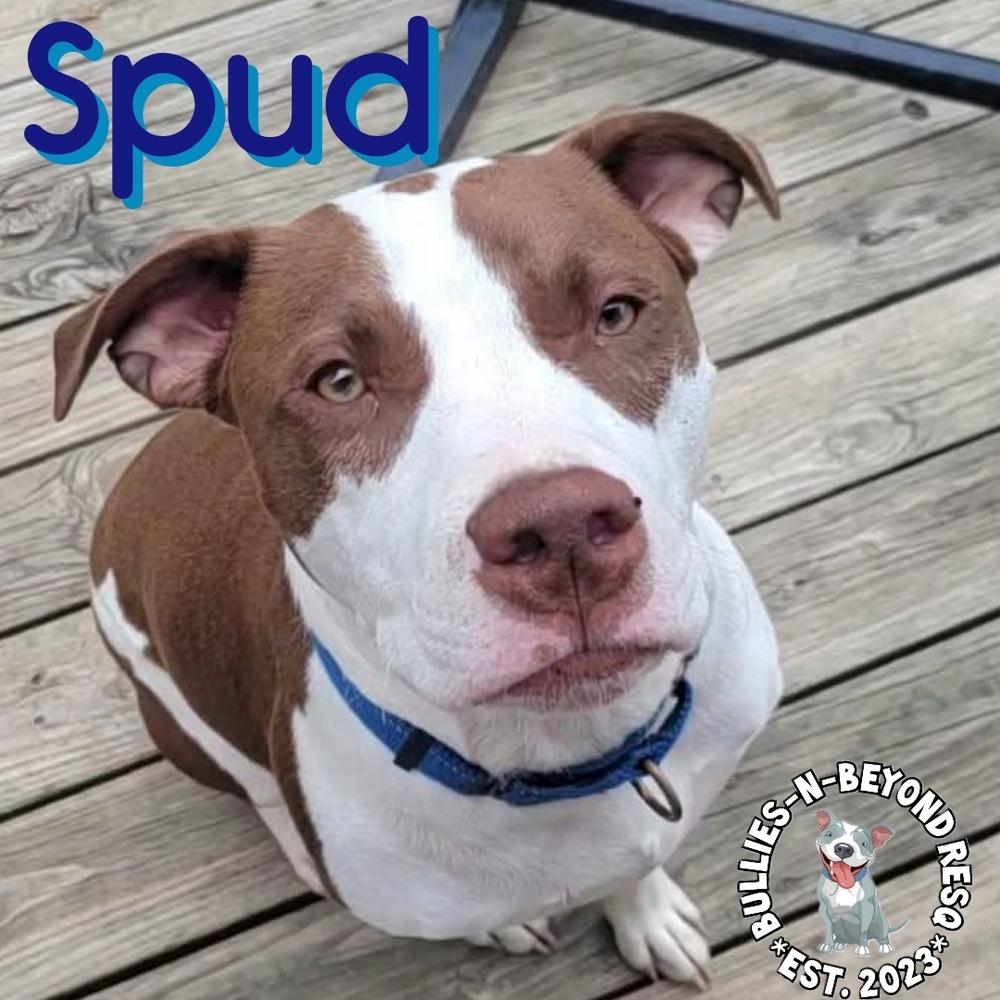 Enlarge The Potato Litter:  Spud, a Adoptable mixed breed in Omaha, NE image 3/3