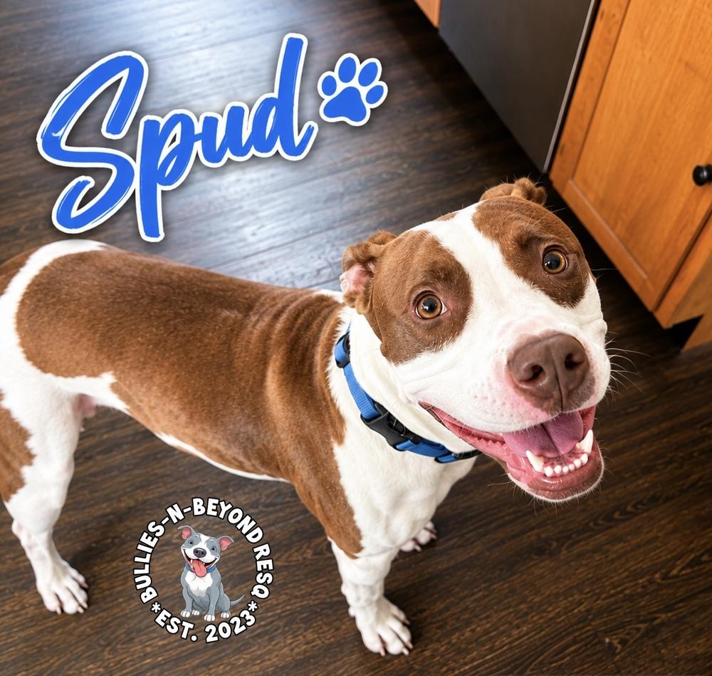 Enlarge Spud, a Adoptable mixed breed in Omaha, NE image 6/6