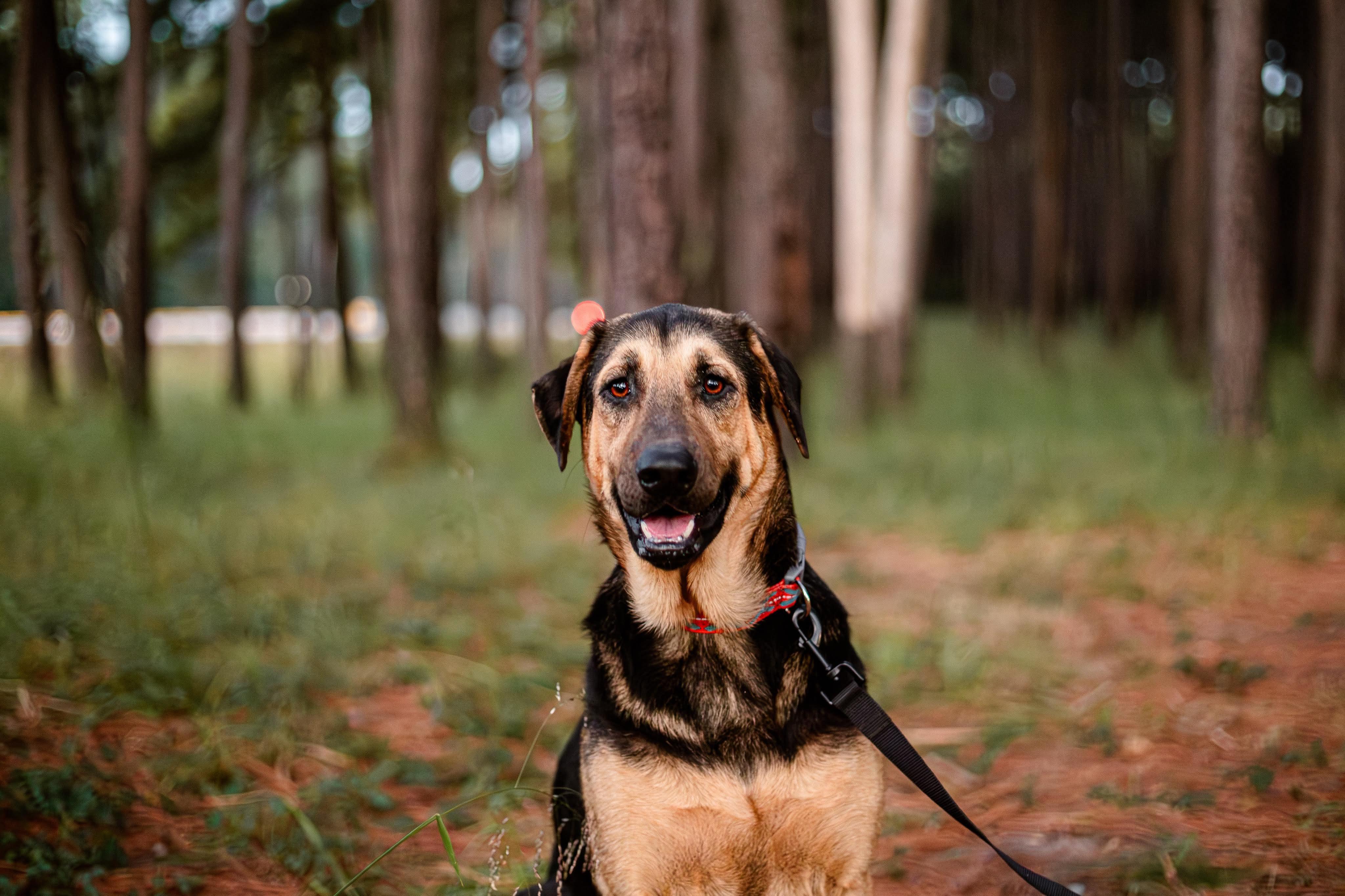 Anakin, an adoptable German Shepherd Dog in Seattle, WA, 98106 | Photo Image 3