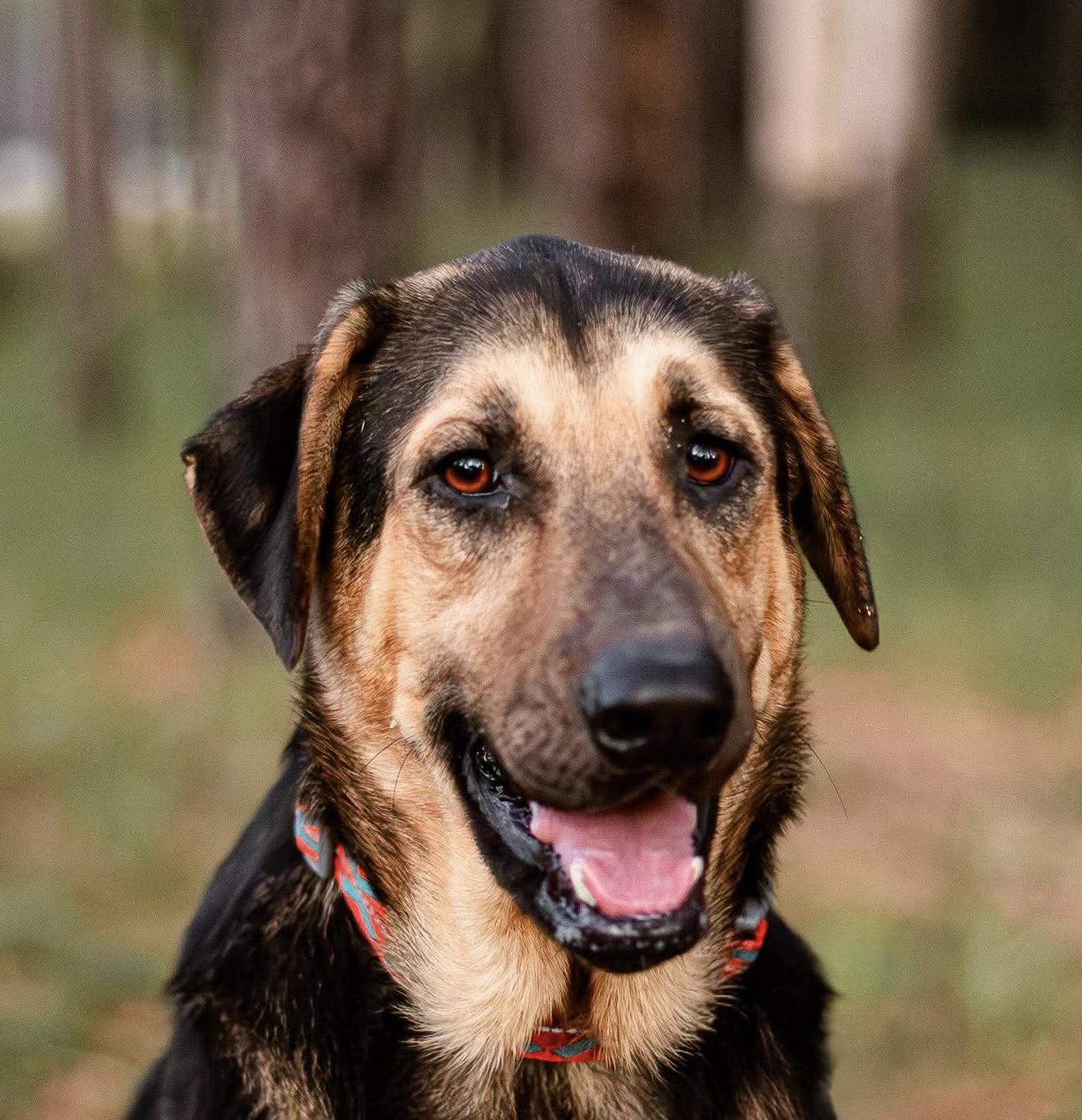 Anakin, an adoptable German Shepherd Dog in Seattle, WA, 98106 | Photo Image 4