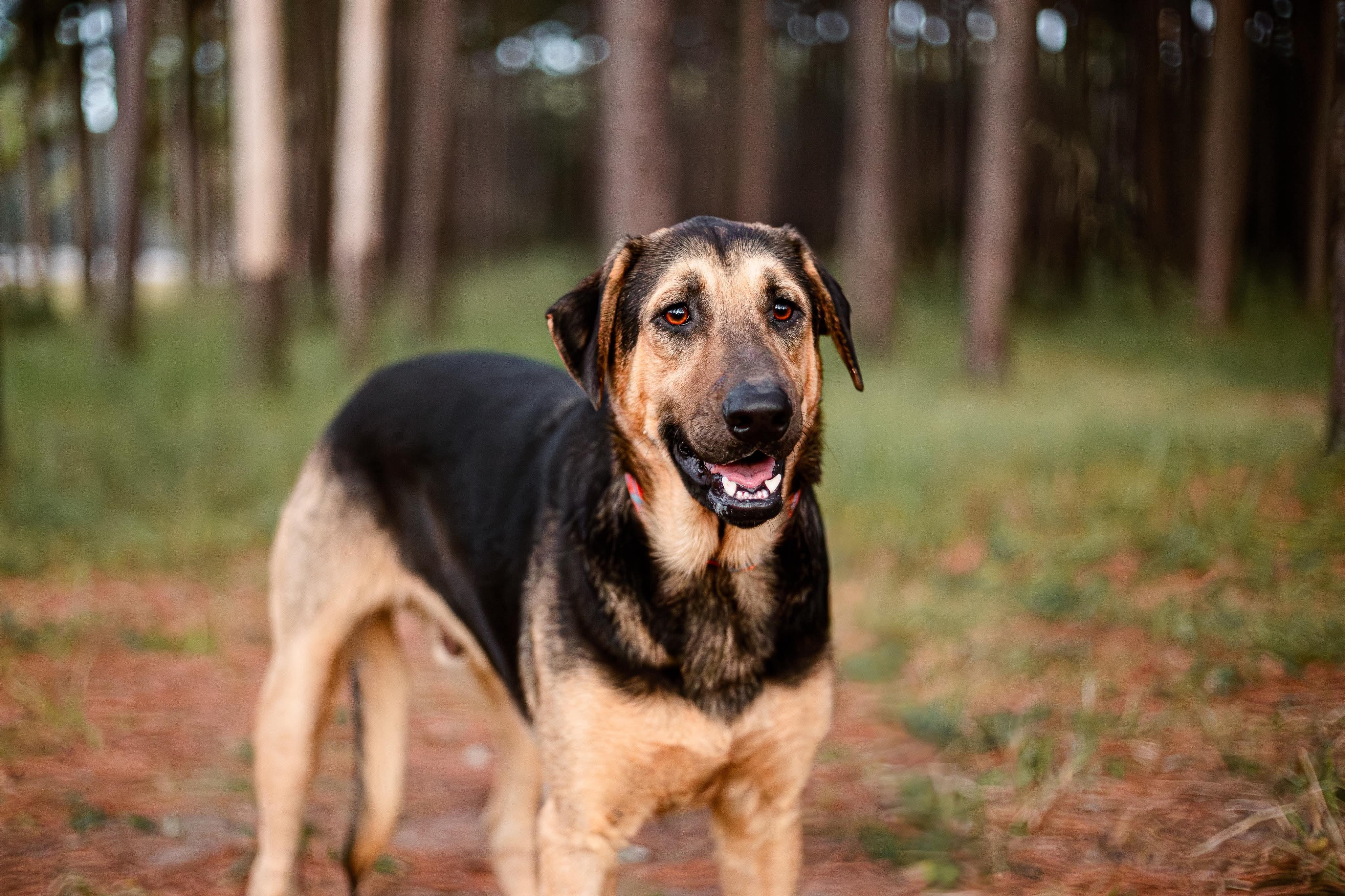 Anakin, an adoptable German Shepherd Dog in Seattle, WA, 98106 | Photo Image 2