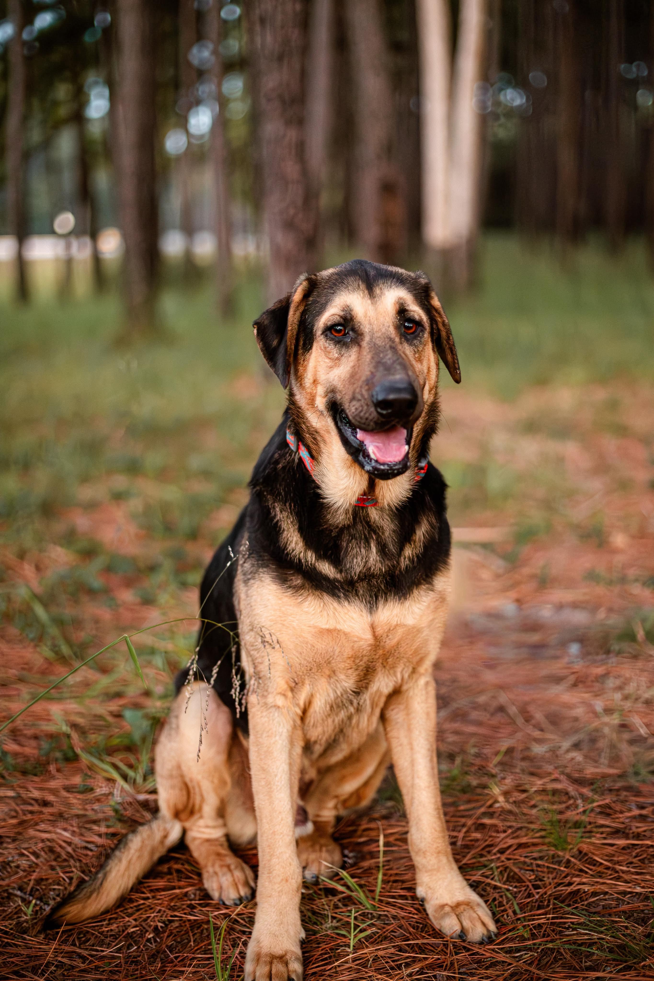 Anakin, an adoptable German Shepherd Dog in Seattle, WA, 98106 | Photo Image 1