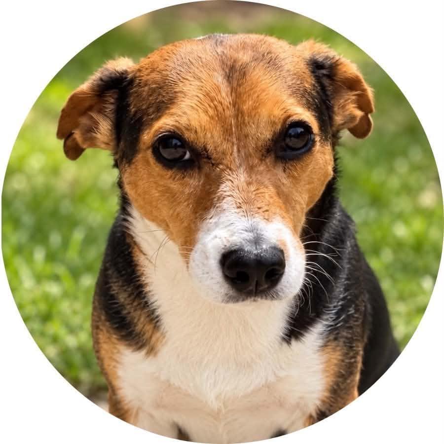 Enlarge Ori, a Adoptable mixed breed in Mount Holly, NJ image 1/6