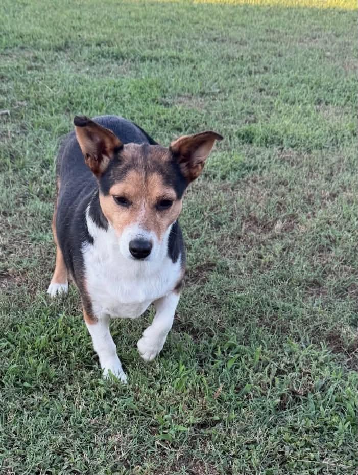 Enlarge Ori, a Adoptable mixed breed in Mount Holly, NJ image 2/6