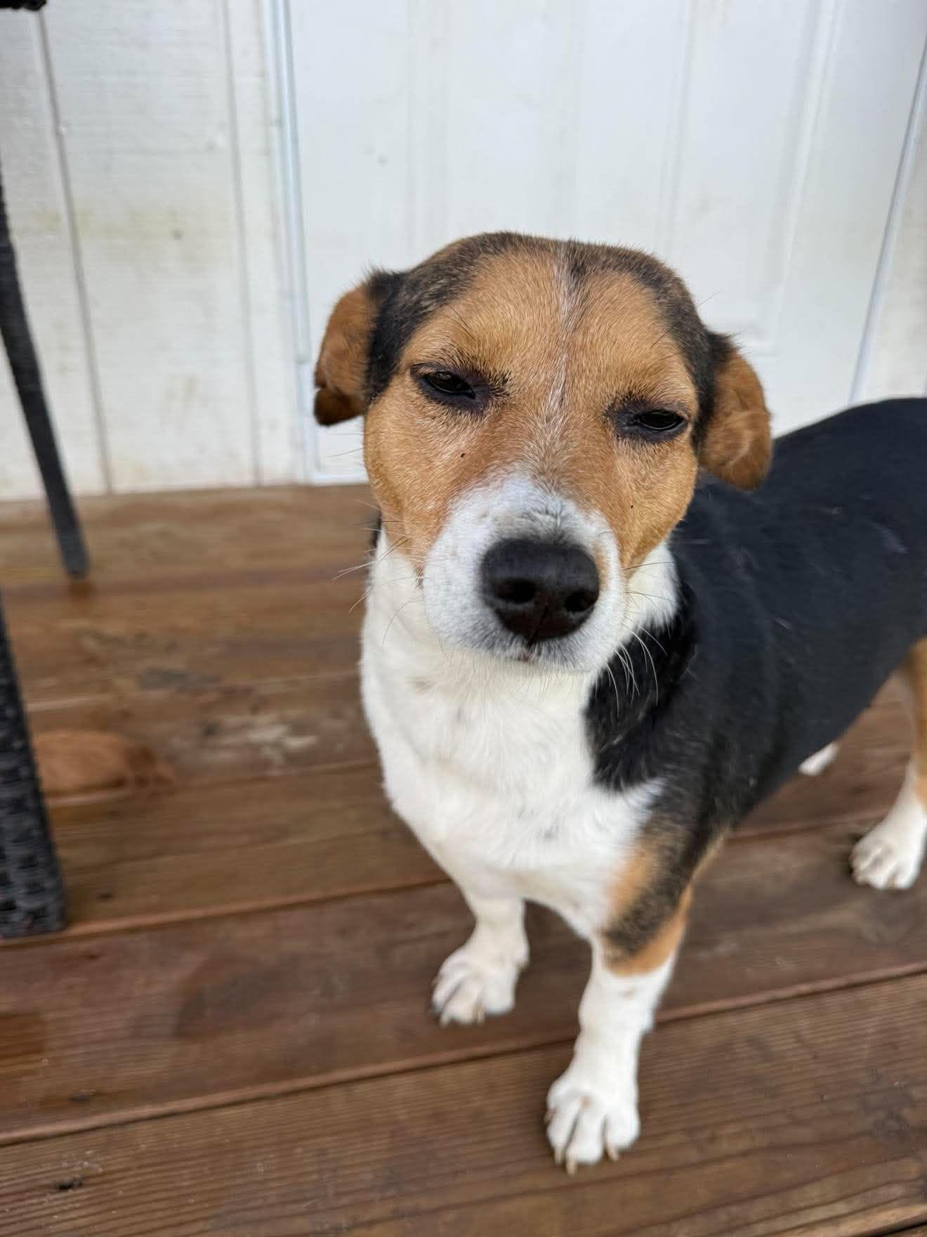 Enlarge Ori, a Adoptable mixed breed in Mount Holly, NJ image 6/6
