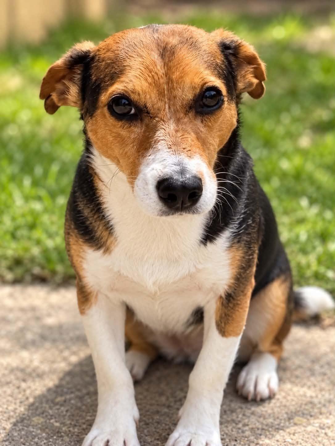 Enlarge Ori, a Adoptable mixed breed in Mount Holly, NJ image 4/6