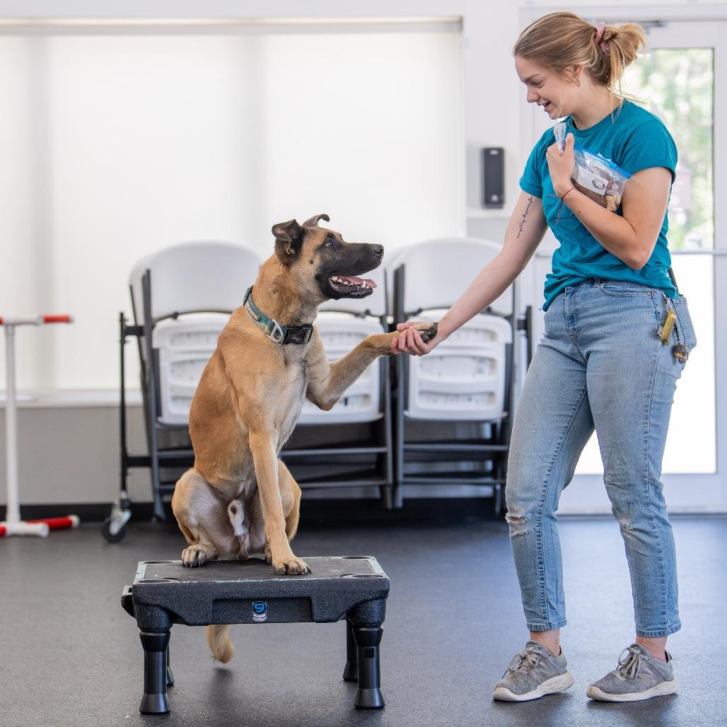 Bentley, Adoptable, Adult Male Mixed Breed.