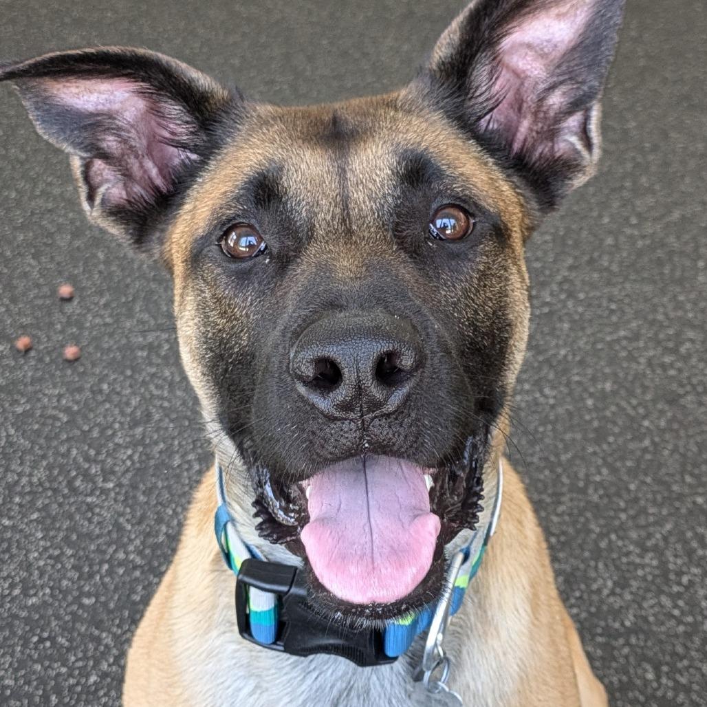 Enlarge Bentley, a Adoptable Mixed Breed in Kennebunk, ME image 2/6