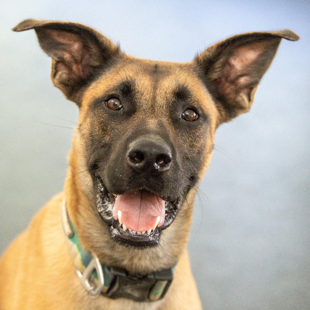 Enlarge Bentley, a Adoptable Mixed Breed in Kennebunk, ME image 3/6