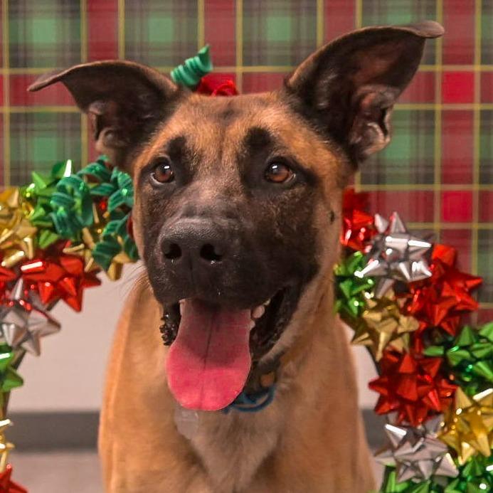 Enlarge Bentley, a Adoptable Mixed Breed in Kennebunk, ME image 4/6