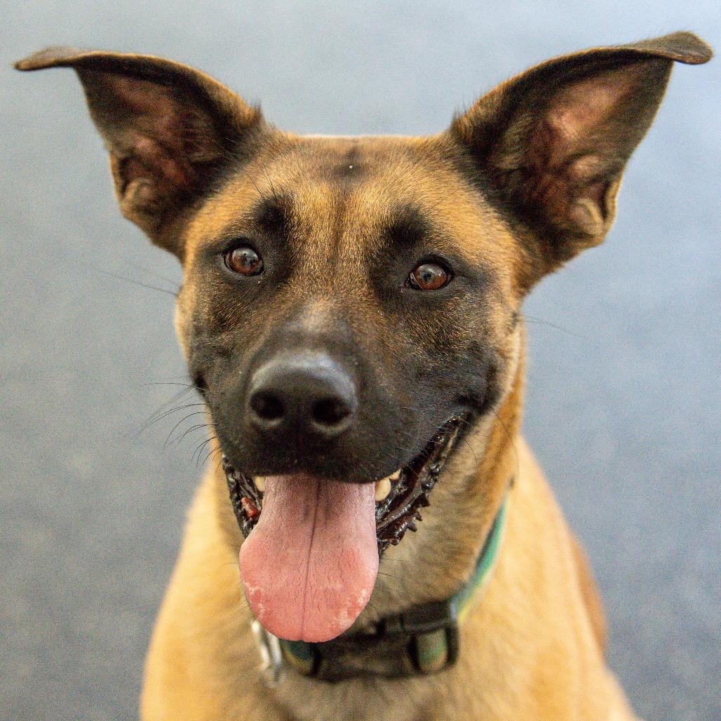 Enlarge Bentley, a Adoptable Mixed Breed in Kennebunk, ME image 5/6