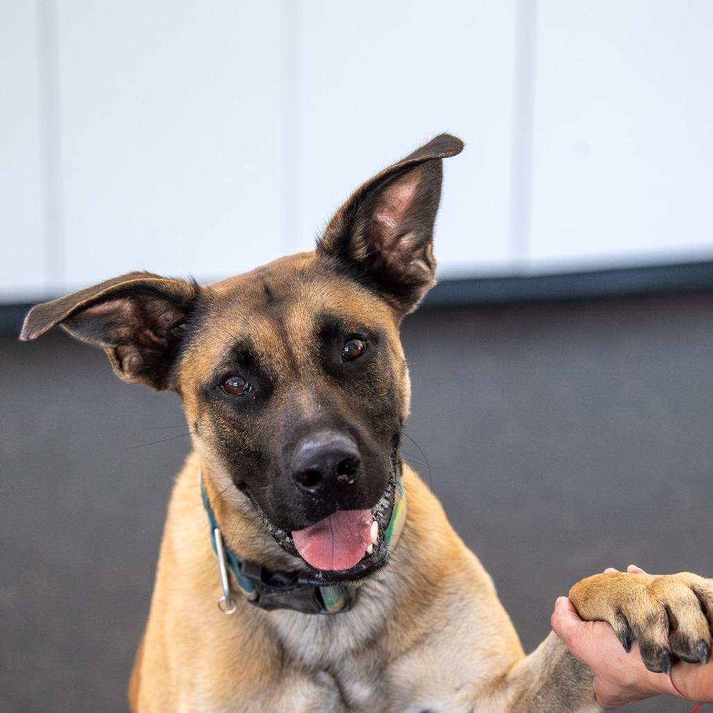 Enlarge Bentley, a Adoptable Mixed Breed in Kennebunk, ME image 6/6