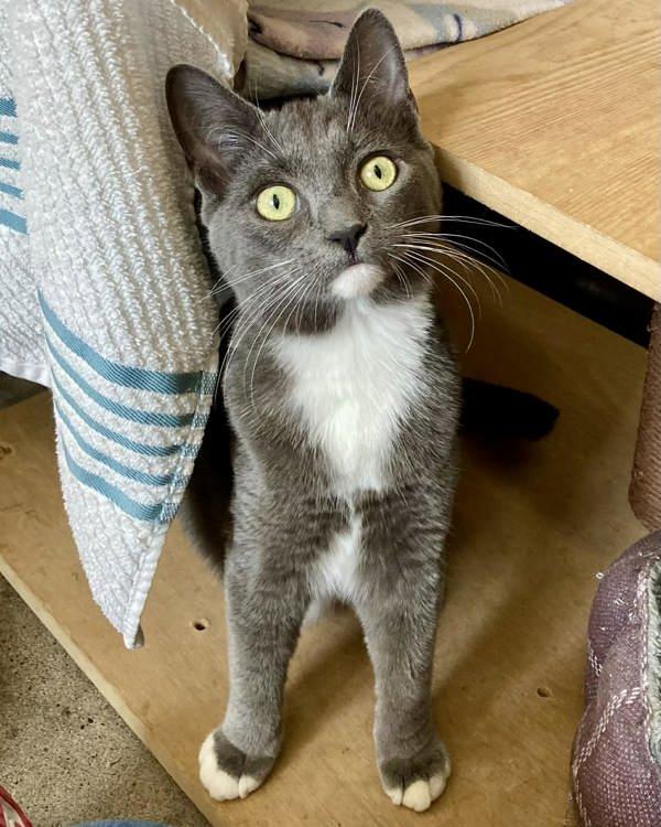 Enlarge Isabella, a Adoptable mixed breed in Novato, CA image 1/1