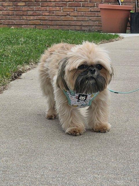 WHISCUIT, a ADOPTABLE Shih Tzu in Eden Prairie, MN image 2/3