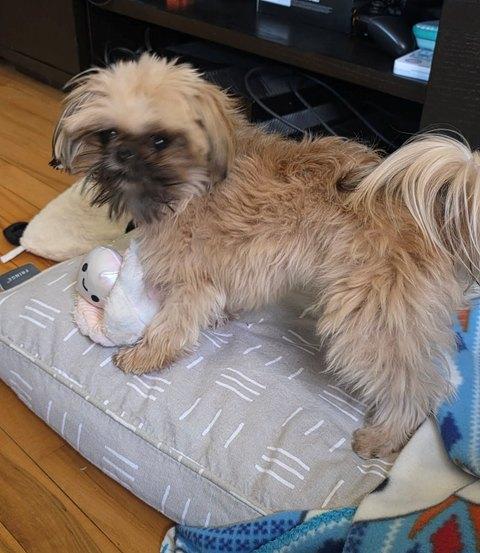 WHISCUIT, a ADOPTABLE Shih Tzu in Eden Prairie, MN image 1/3
