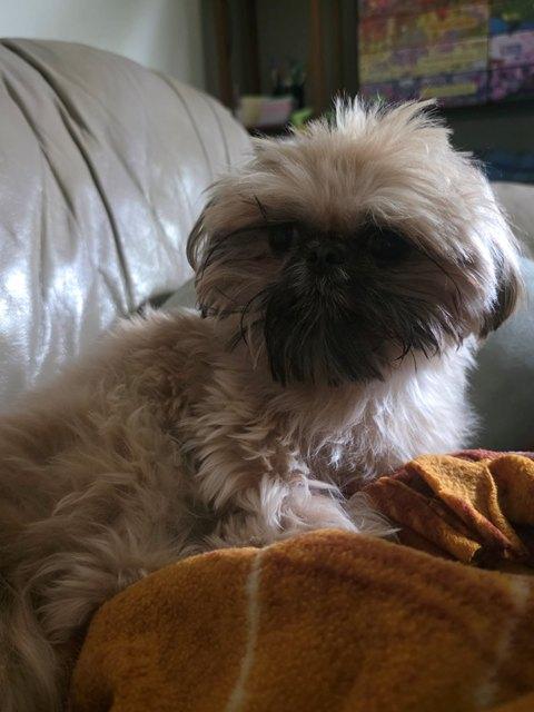 WHISCUIT, a ADOPTABLE Shih Tzu in Eden Prairie, MN image 3/3