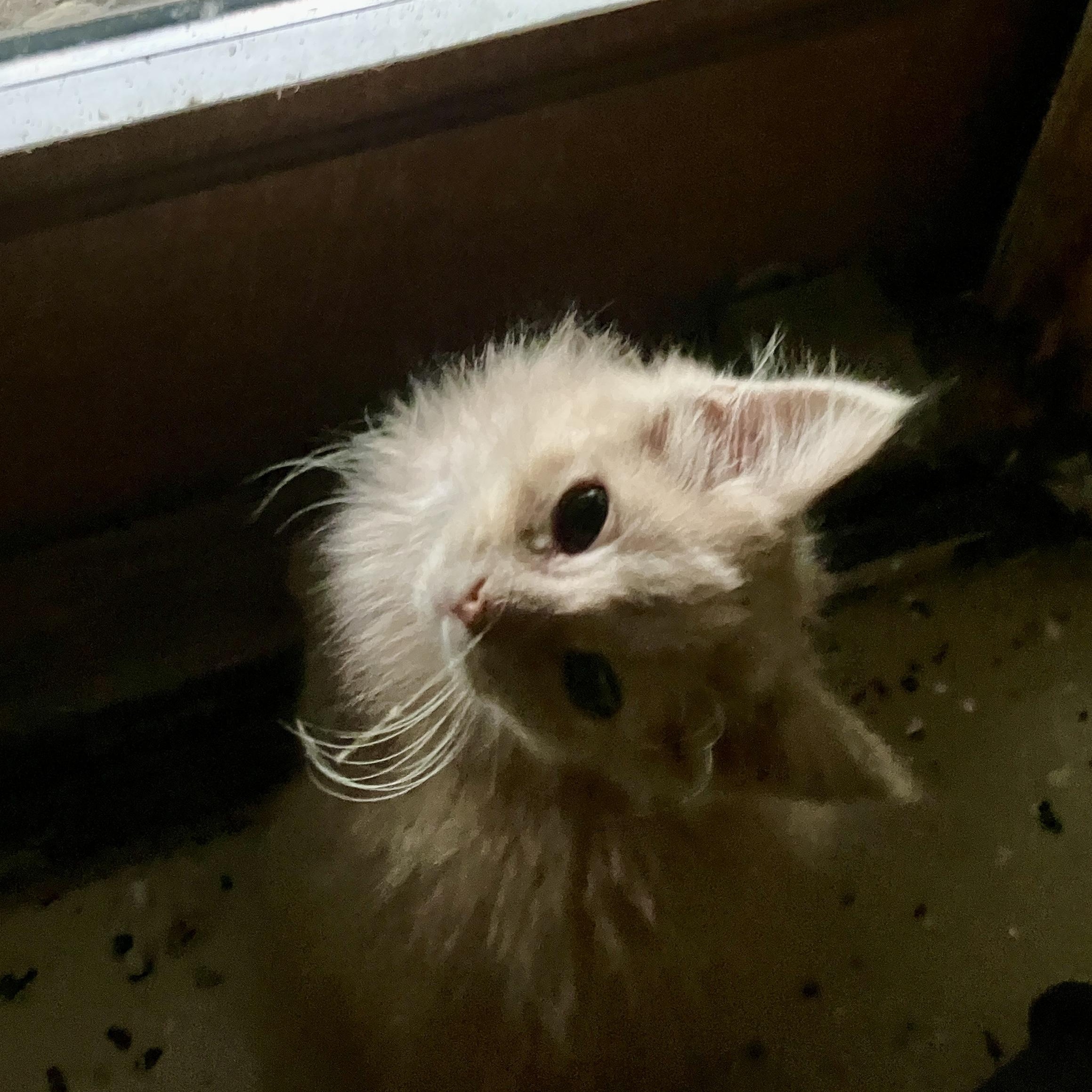 Enlarge Buff, an adopted Domestic Medium Hair in Detroit, MI image 1/4