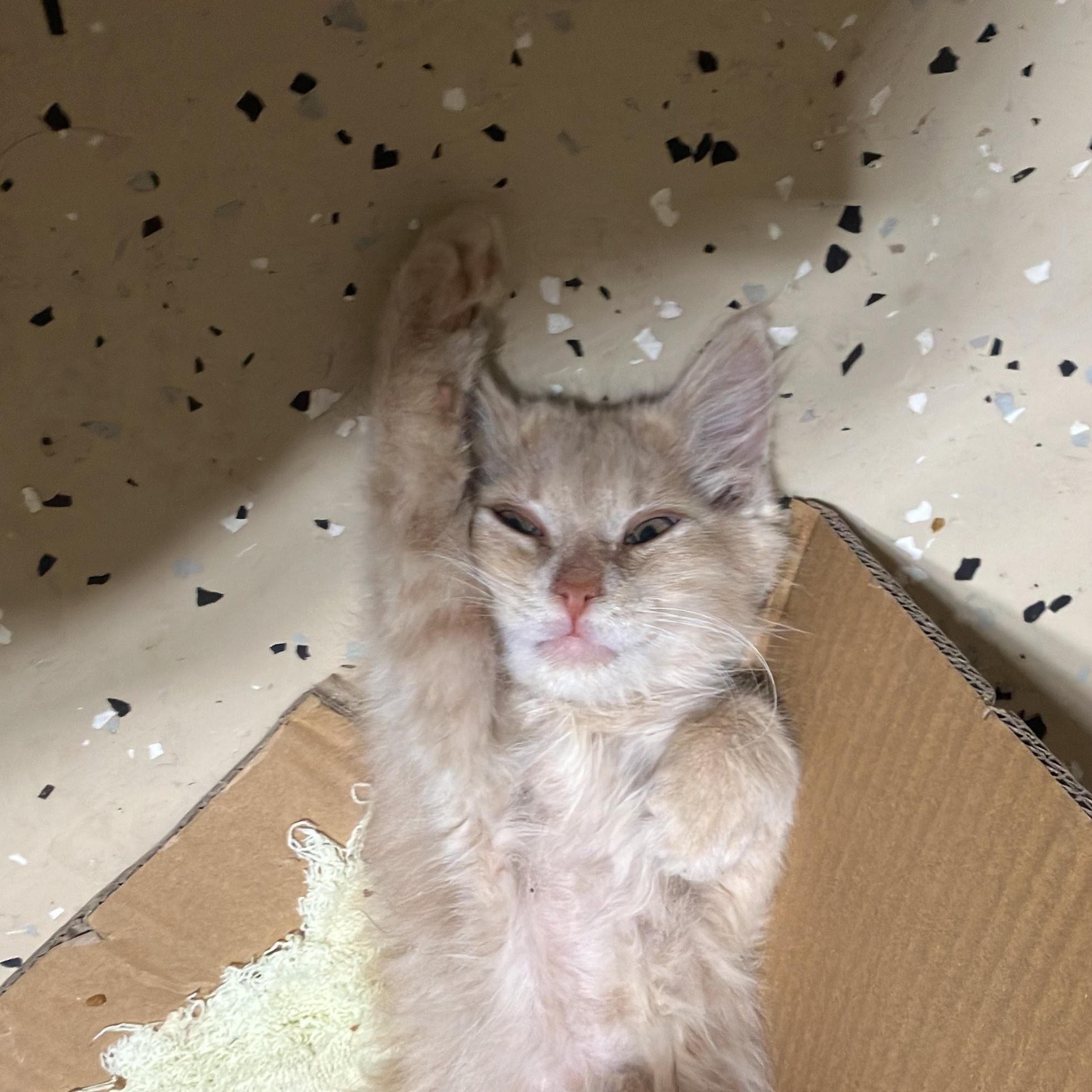 Enlarge Buff, an adopted Domestic Medium Hair in Detroit, MI image 2/4