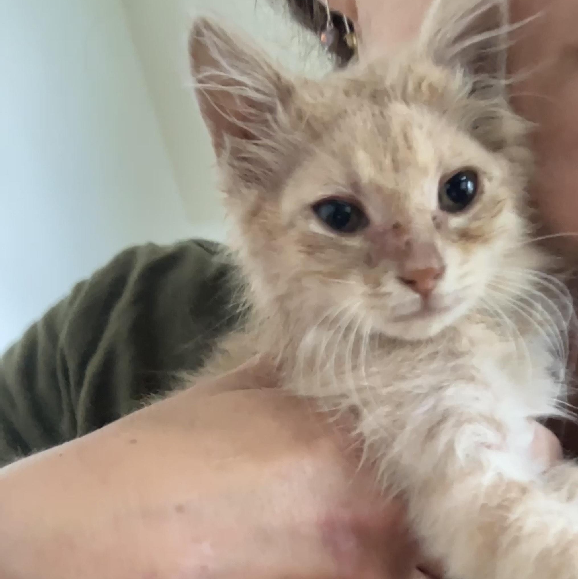 Enlarge Buff, an adopted Domestic Medium Hair in Detroit, MI image 4/4