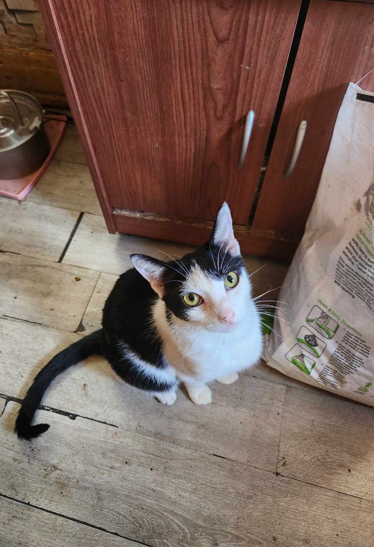 Britt, a Adoptable Domestic Short Hair in East Orange, NJ image 5/6