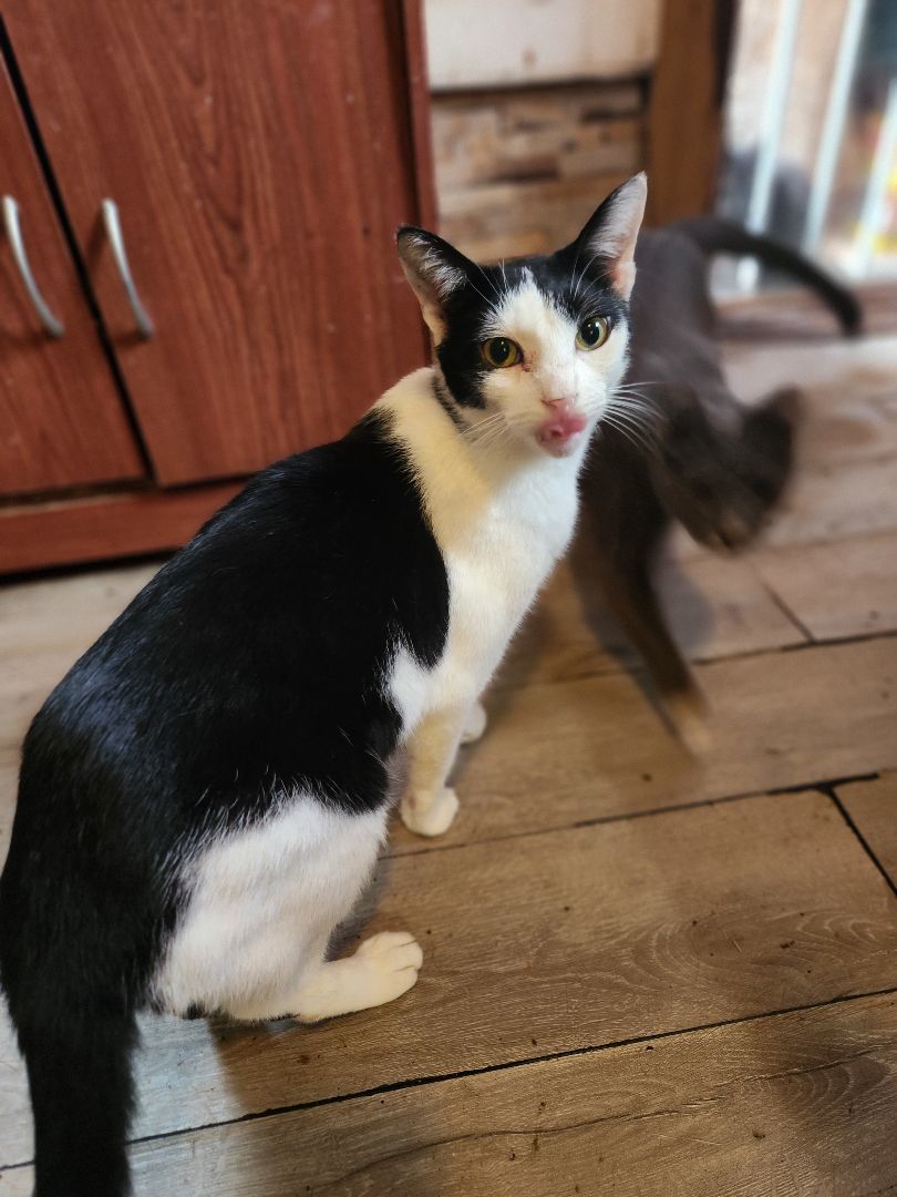 Britt, a Adoptable Domestic Short Hair in East Orange, NJ image 6/6