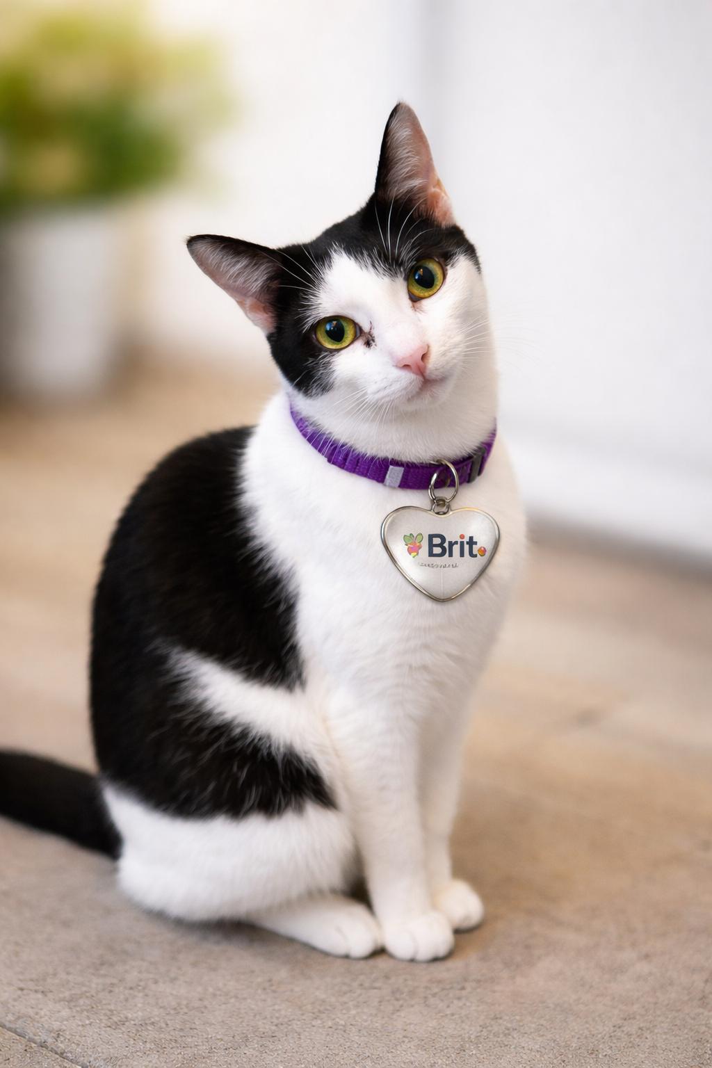 Britt, Adoptable, Adult Male Domestic Short Hair.