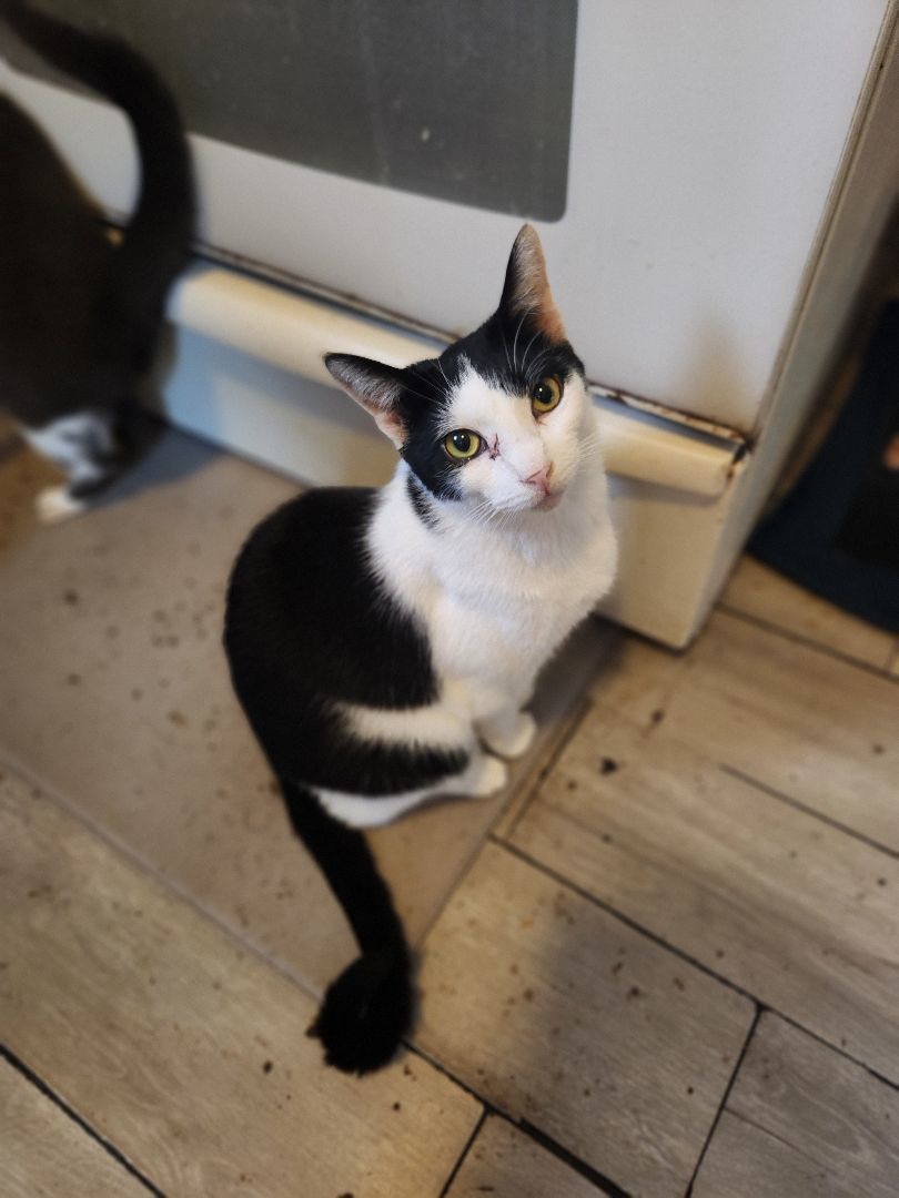 Britt, a Adoptable Domestic Short Hair in East Orange, NJ image 4/6