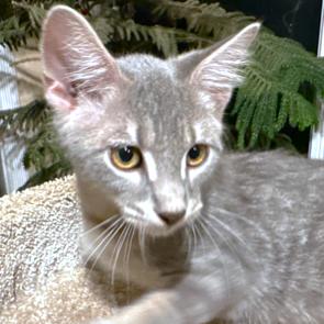 PEREGRINE PURRFECTION!