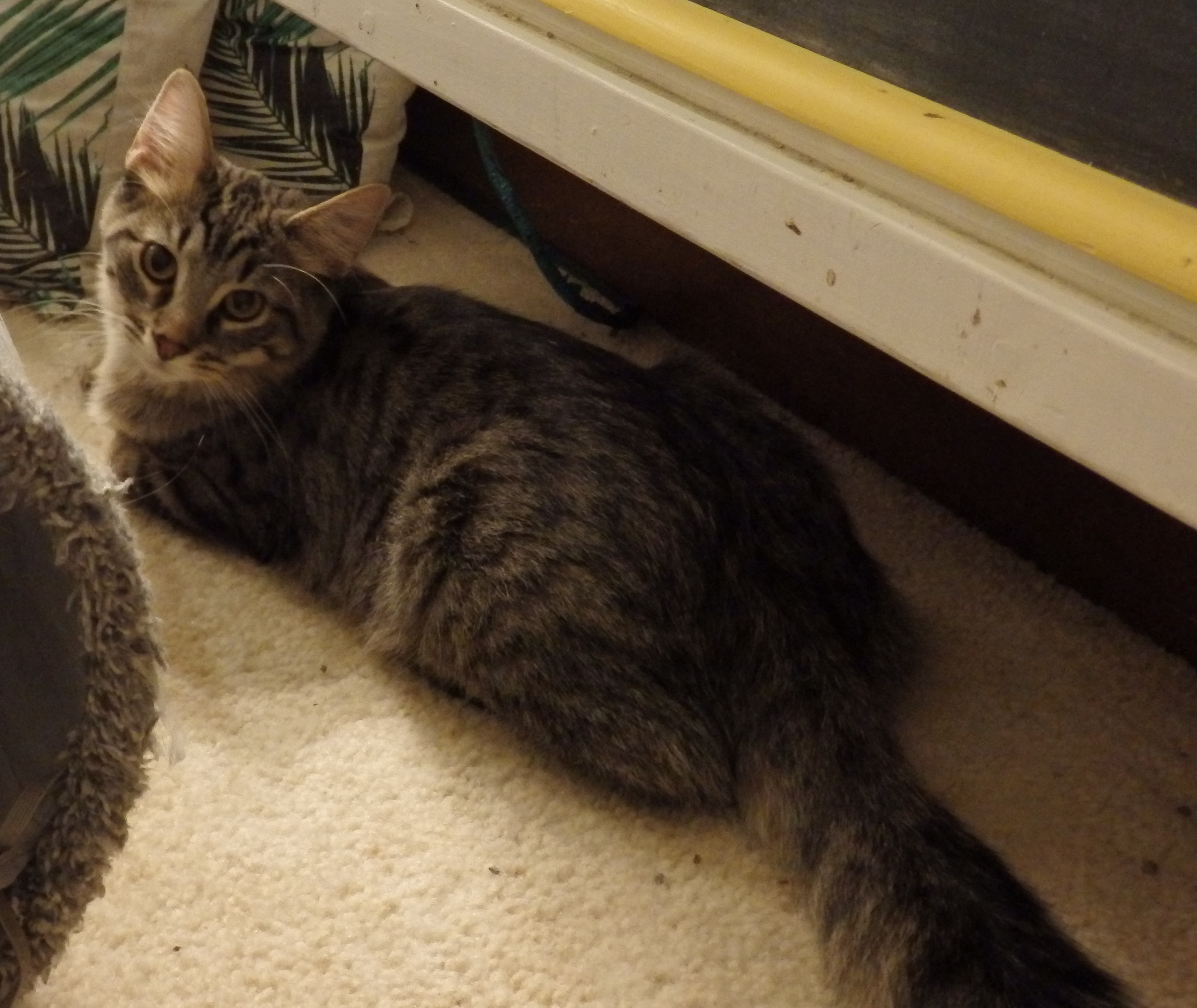 Enlarge Purrcy, a Adopted Domestic Medium Hair in Westfield, IN image 1/1