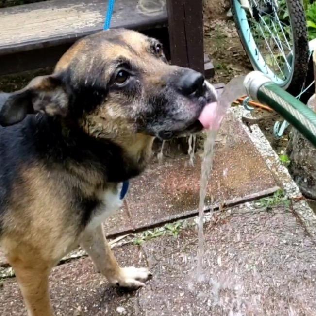 Ranger, Adoptable, Senior Male German Shepherd Dog.