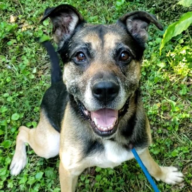 Enlarge Ranger, a Adoptable German Shepherd Dog in Parkton, MD image 3/6