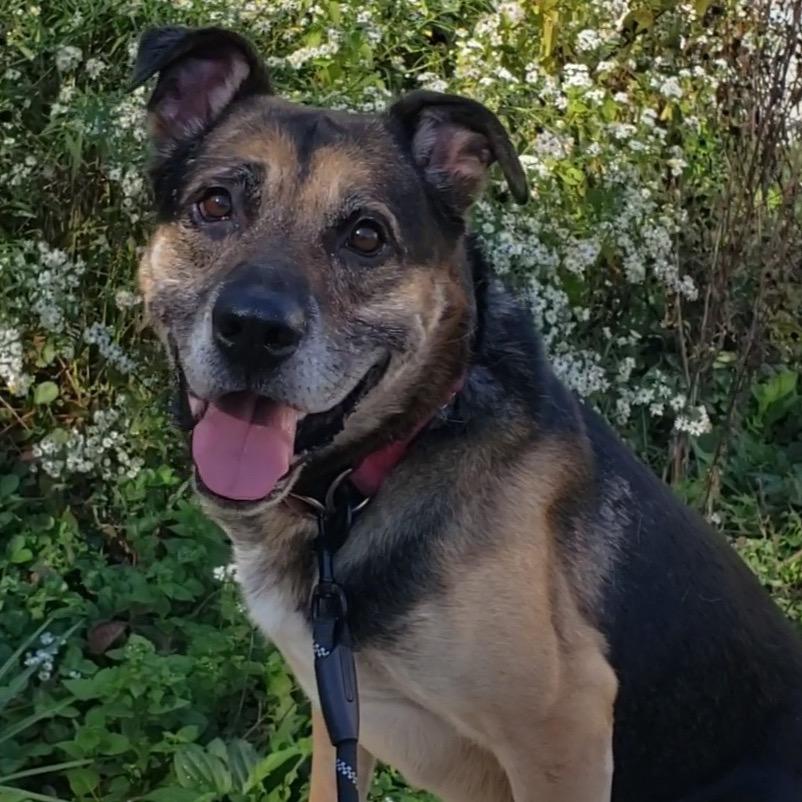 Enlarge Ranger, a Adoptable German Shepherd Dog in Parkton, MD image 4/6