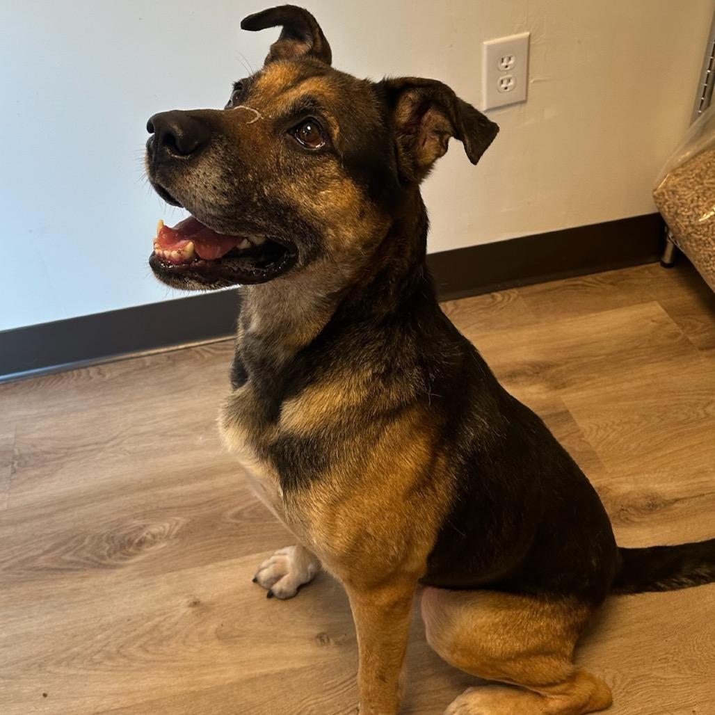 Enlarge Ranger, a Adoptable German Shepherd Dog in Parkton, MD image 6/6