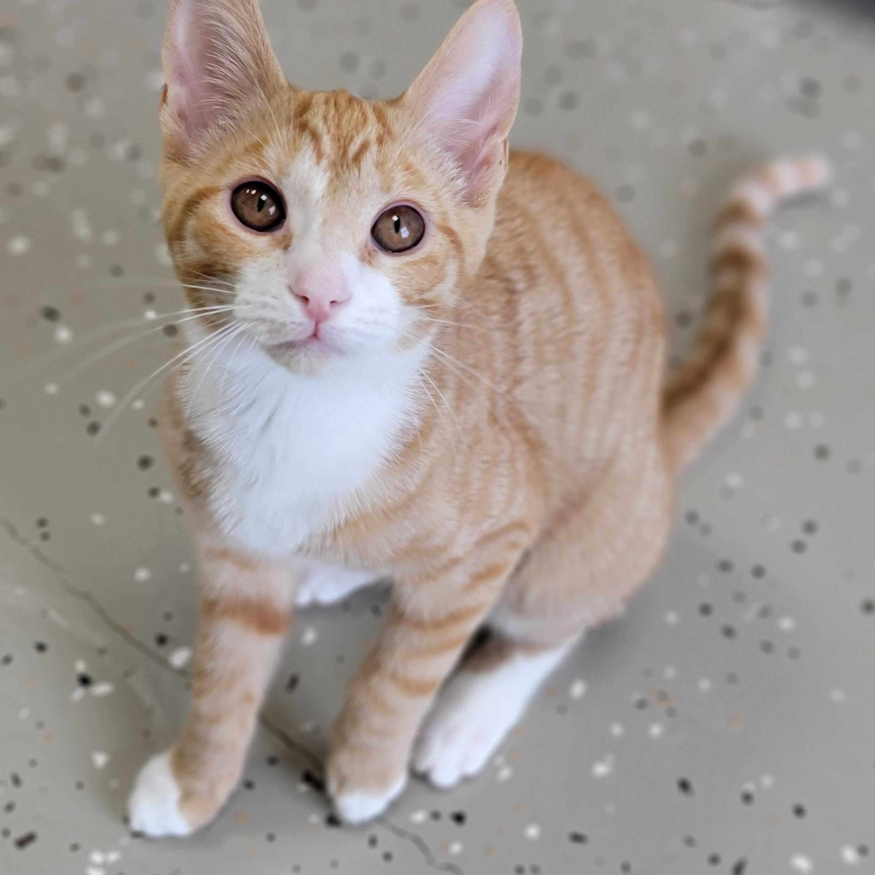 Enlarge Logan, a Adoptable Domestic Short Hair in Hornell, NY image 1/1