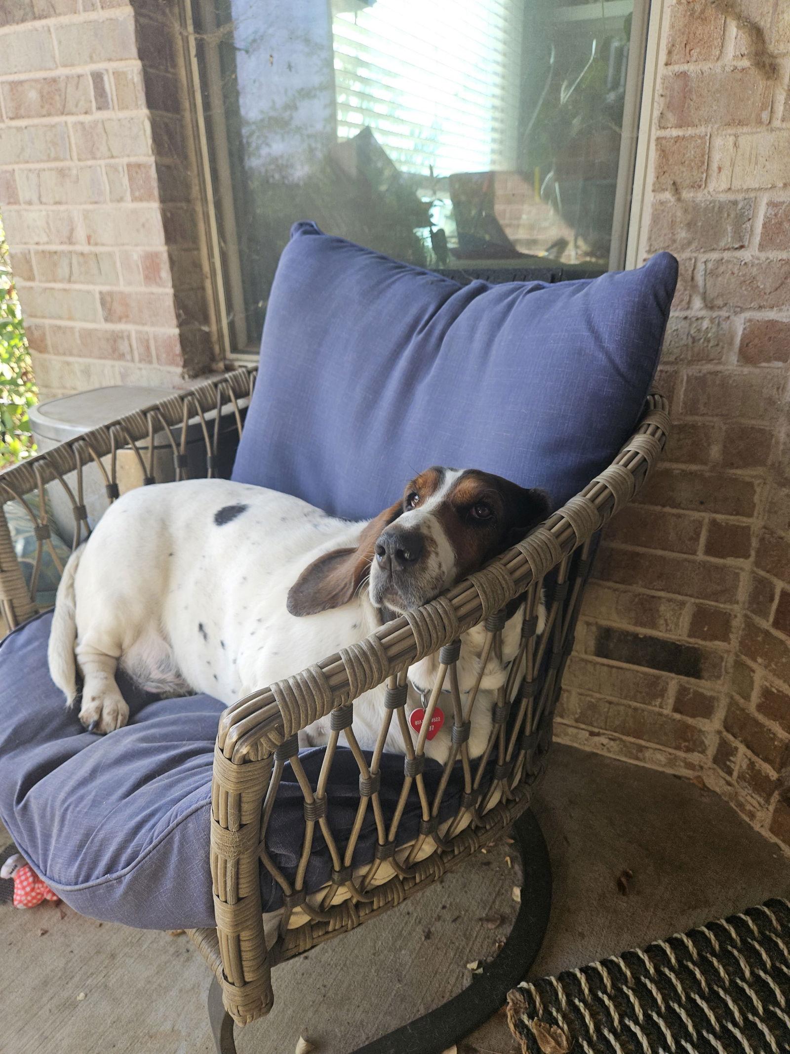Enlarge Maizie Mae, a Adopted Basset Hound in Grapevine, TX image 2/3